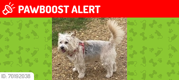 Lost Female Dog last seen Dane Drive, Lone Pine Drive, Golf Links Road, West Parley, England 