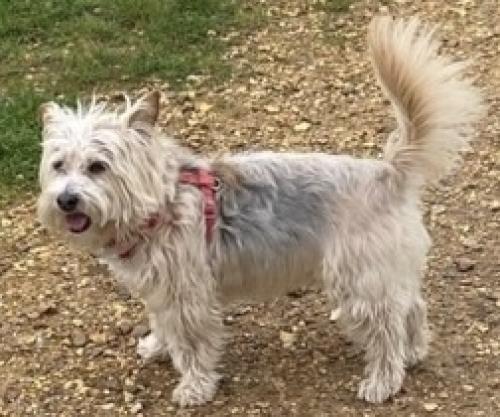 Lost Female Dog last seen Dane Drive, Lone Pine Drive, Golf Links Road, West Parley, England 