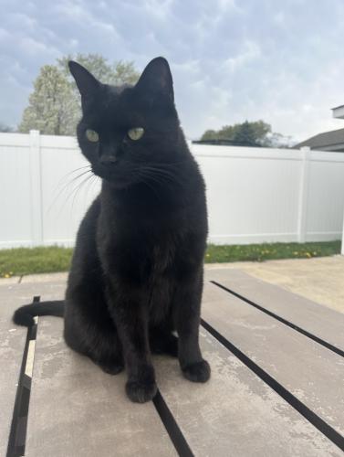 Lost Male Cat last seen 58th and east avenue , Countryside, IL 60525