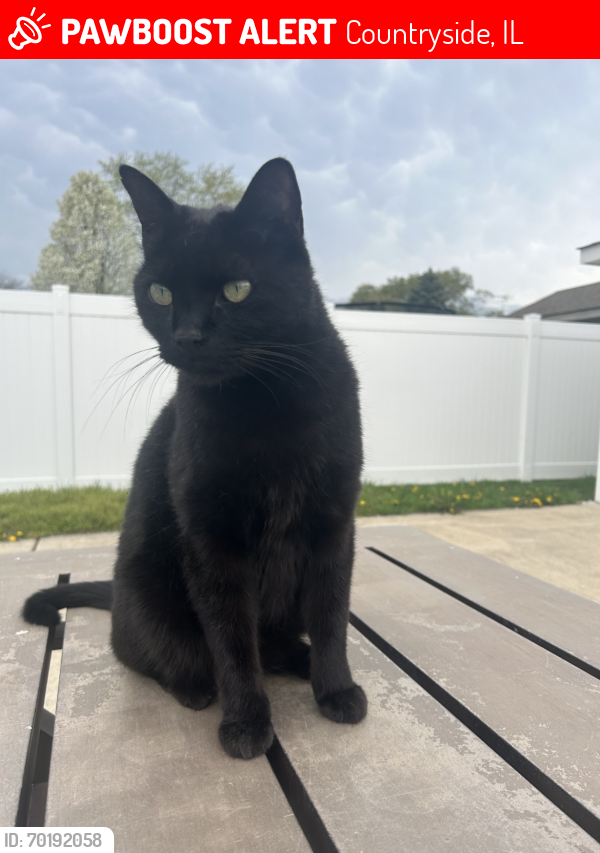 Lost Male Cat last seen 58th and east avenue , Countryside, IL 60525