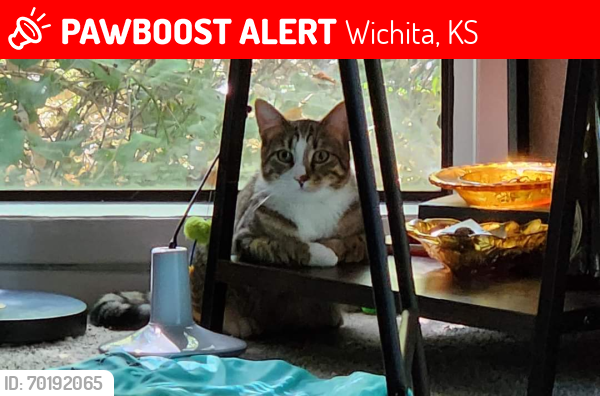 Lost Male Cat last seen South of Pawnee Prarie Park, Wichita, KS 67215