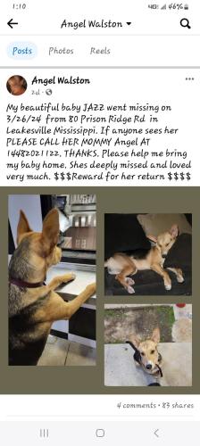 Lost Female Dog last seen 24& 63, Leakesville, MS 39451