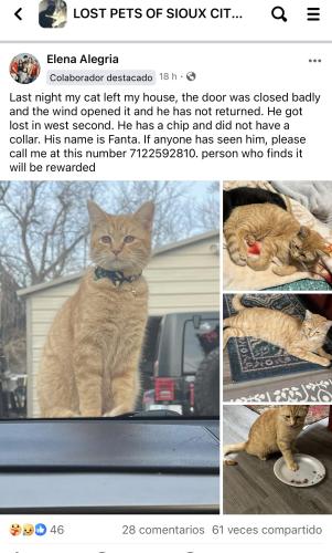 Lost Female Cat last seen West side Sioux City , Sioux City, IA 51103