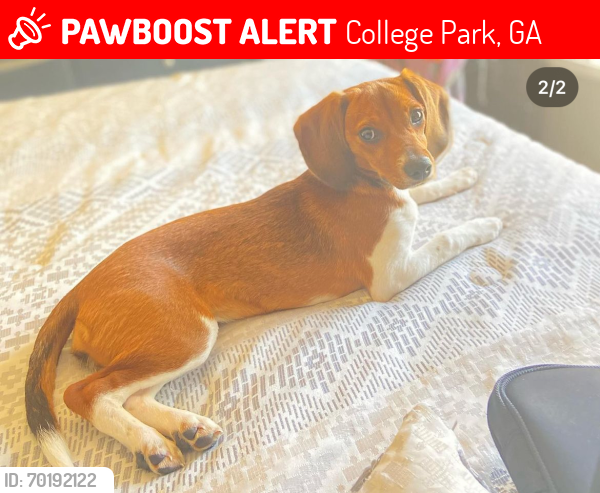 Lost Female Dog last seen Atlanta, 30349, College Park, GA 30349
