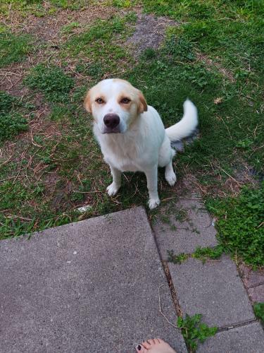 Lost Male Dog last seen Near Martin st, Corpus Christi, TX 78417