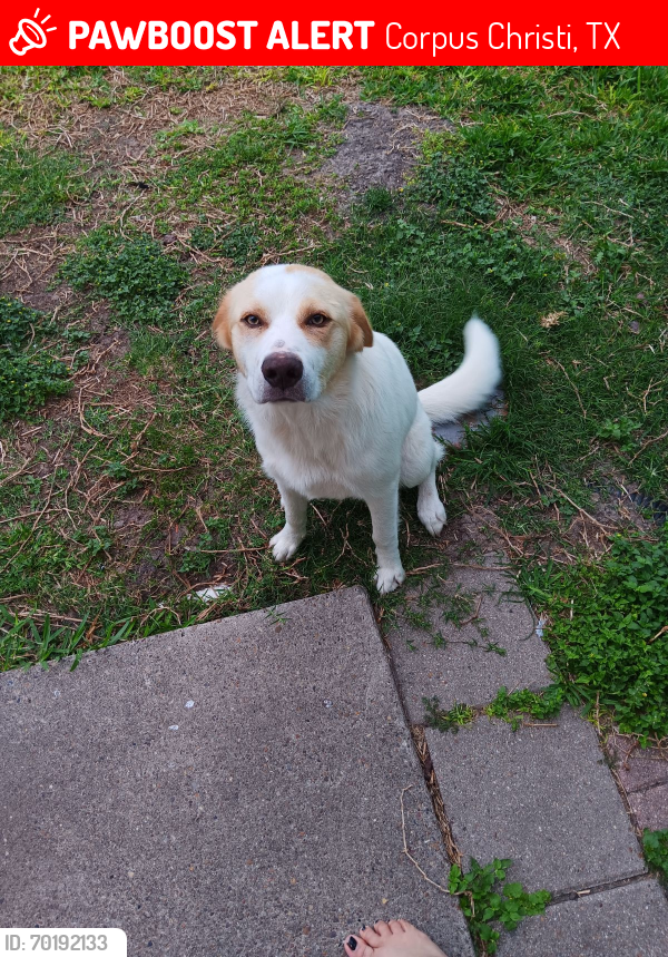 Lost Male Dog last seen Near Martin st, Corpus Christi, TX 78417