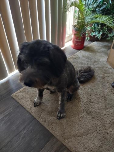 Lost Female Dog last seen Willow Creek Drive and Oltorff, Austin, TX 78741