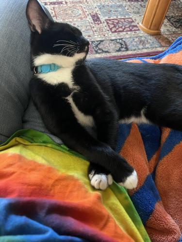 Lost Male Cat last seen Near NW 27th St, , Gainesville, FL 32605