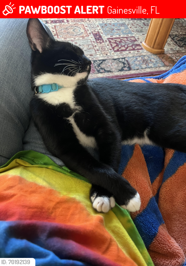Lost Male Cat last seen Near NW 27th St, , Gainesville, FL 32605