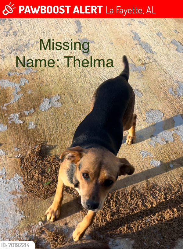 Lost Female Dog last seen Highway 431 near Monte Alban mexican restuarant, La Fayette, AL 36862