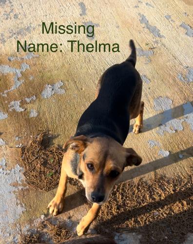 Lost Female Dog last seen Highway 431 near Monte Alban mexican restuarant, La Fayette, AL 36862