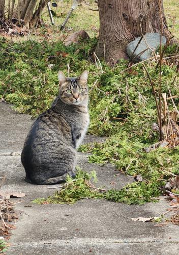 Lost Male Cat last seen Metro pkwy between gratiot and groesbeck , Clinton Township, MI 48036