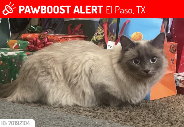 Lost Female Cat last seen El Paso Plaza (1580 George Dieter Dr), El Paso, TX 79936