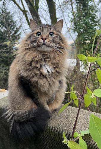 Lost Male Cat last seen SW 13th drive near the intersection with 12th Ave, Portland, OR 97219