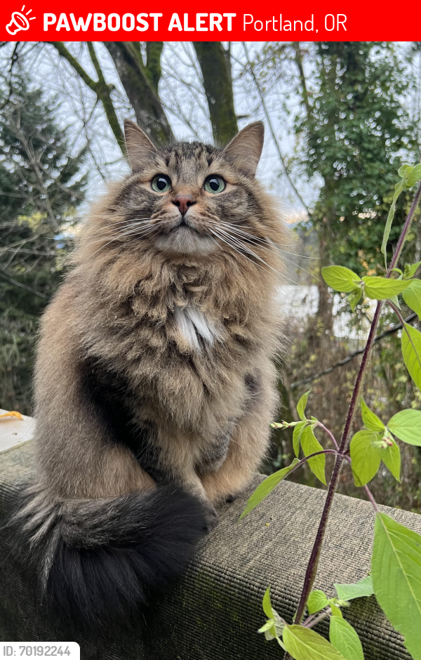 Lost Male Cat last seen SW 13th drive near the intersection with 12th Ave, Portland, OR 97219