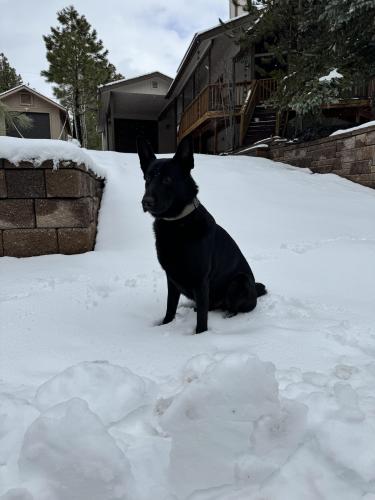 Lost Male Dog last seen 47th Ave and northern , Glendale, AZ 85301