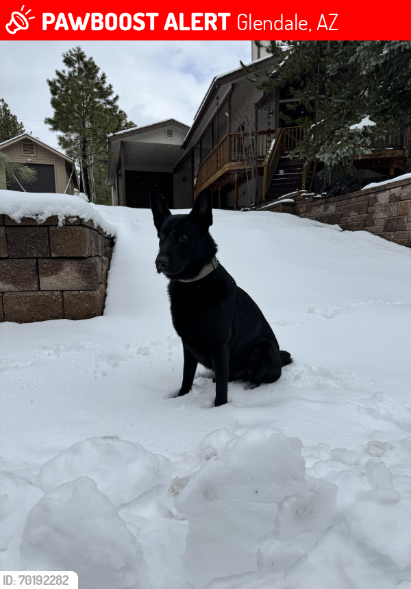 Lost Male Dog last seen 47th Ave and northern , Glendale, AZ 85301
