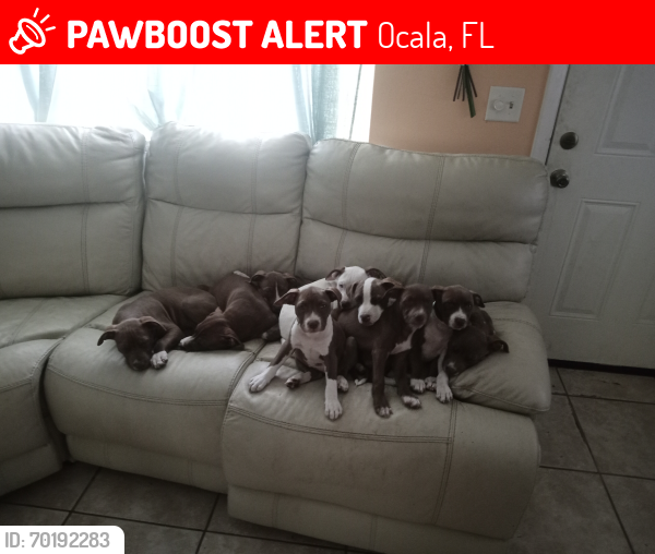 Lost Female Dog last seen Near ne 25th ter Ocala FL , Ocala, FL 34479