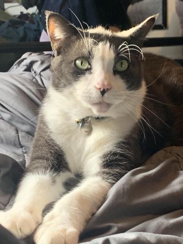 Lost Male Cat last seen Northwood Rd. and Badger Rd., Lynden, WA 98264