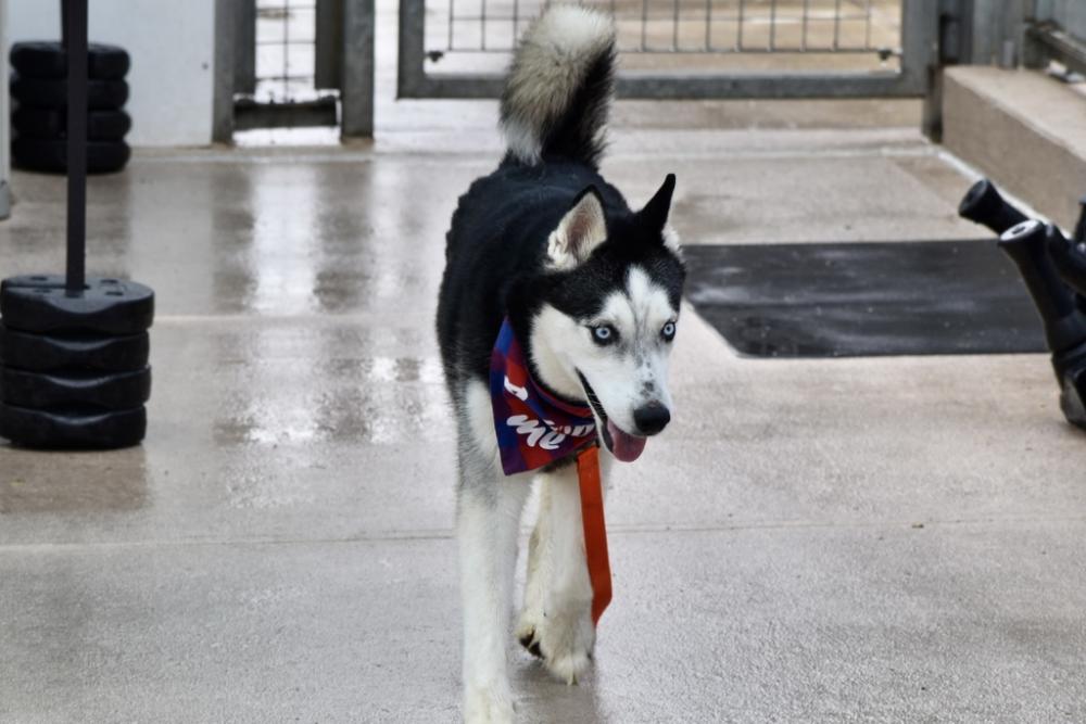 Shelter Stray Male Dog last seen Broad Street, STATEN ISLAND, NY, 10304, Staten Island, NY 10309
