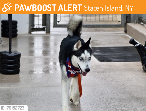 Shelter Stray Male Dog last seen Broad Street, STATEN ISLAND, NY, 10304, Staten Island, NY 10309