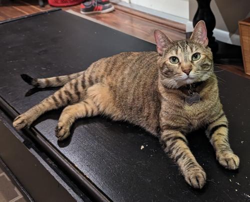 Lost Female Cat last seen 34th Court and 17th Ave, Oakland Park, FL 33334