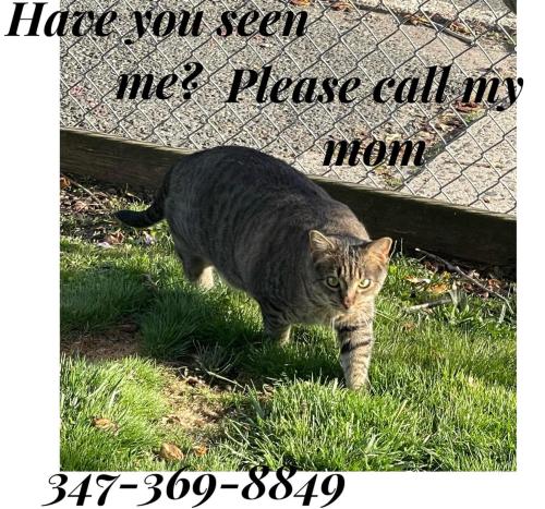 Lost Male Cat last seen Sono sign, Norwalk, CT 06854
