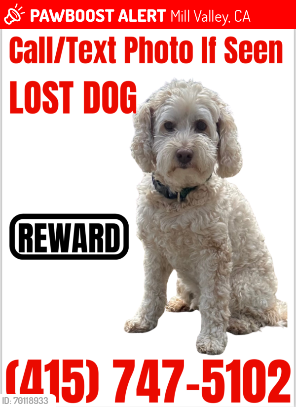 Lost Male Dog last seen Strawberry Rec Center, Mill Valley, CA 94941