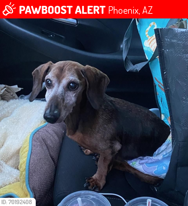 Lost Male Dog last seen 21st Ave and Bethany by Washington Park, Phoenix, AZ 85015