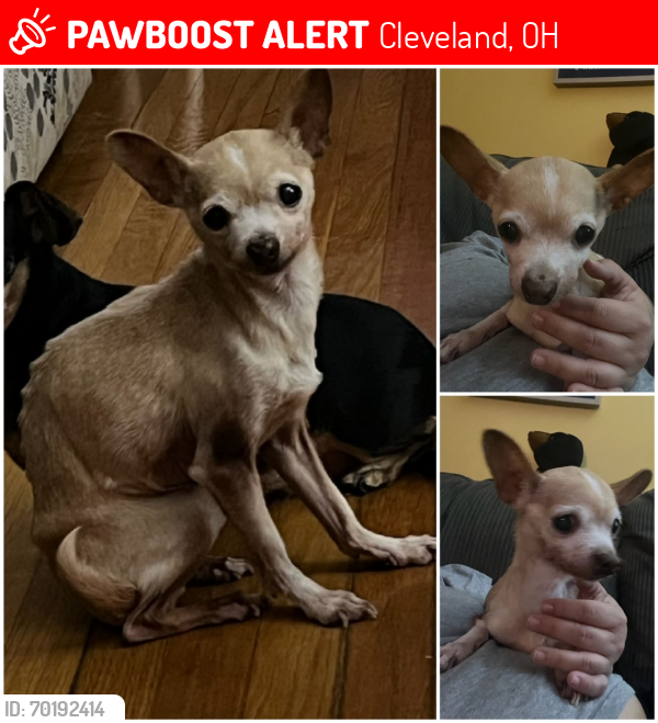 Lost Female Dog last seen Bernard Ave, between W Blvd and 105th, Cleveland, OH 44111