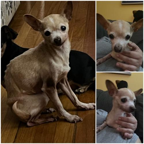 Lost Female Dog last seen Bernard Ave, between W Blvd and 105th, Cleveland, OH 44111