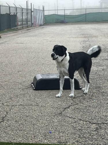 Lost Female Dog last seen H-E-B, Main&core, bee storage, Austin, TX 78753