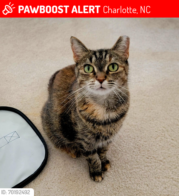 Lost Female Cat last seen Blakeney Health Neighborhood/Winged Trail Ct, Charlotte, NC 28277