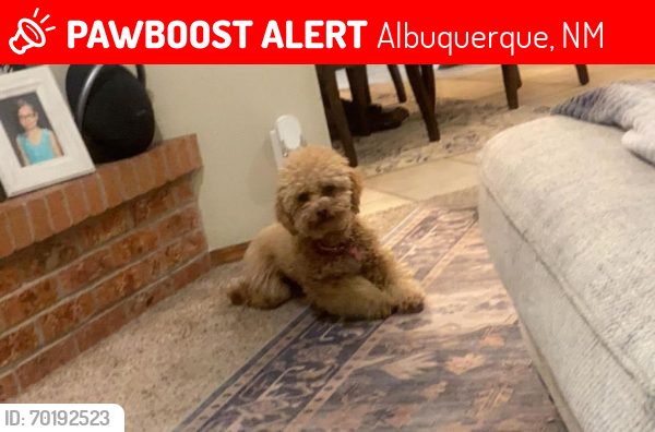 Lost Female Dog last seen Bluewater and Coors near the freeway , Albuquerque, NM 87121