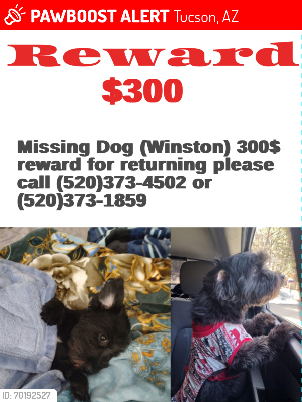 Lost Male Dog last seen Near e 30th st, Tucson, AZ 85711