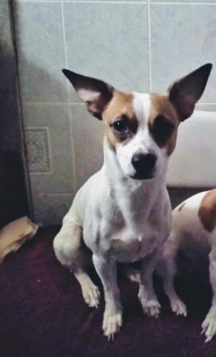 Lost Male Dog last seen Country club and University , Mesa, AZ 85201