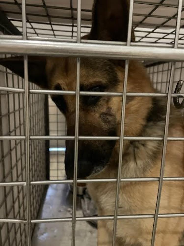 Shelter Stray Male Dog last seen Near BLOCK LOTT AVENUE, Austin, TX 78702