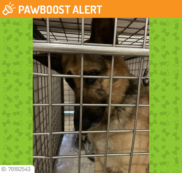 Shelter Stray Male Dog last seen Near BLOCK LOTT AVENUE, Austin, TX 78702