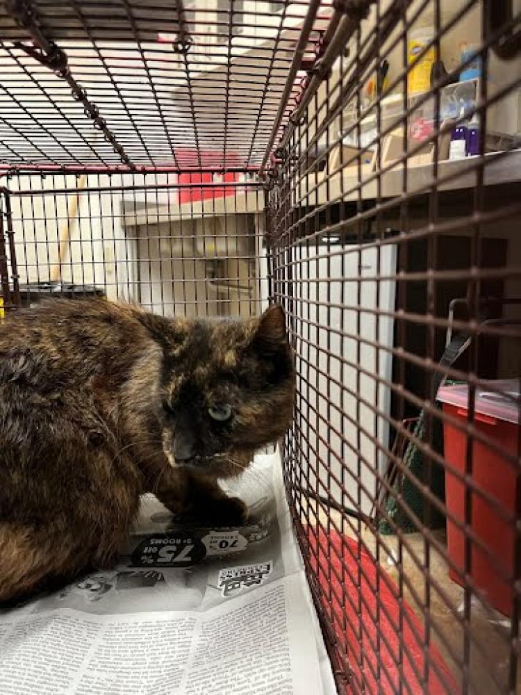 Shelter Stray Female Cat last seen Near BLOCK NAMELESS RD, Austin, TX 78702