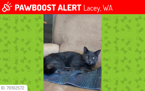Lost Female Cat last seen 14th WAY, Lacey, WA, 98503, Lacey, WA 98503