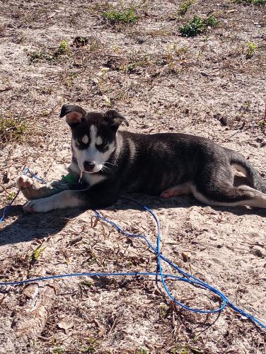 Lost Male Dog last seen Rodeway Inn Homasassa,FL by the Wildlife Park, Homosassa, FL 34446