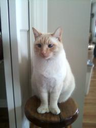 Lost Male Cat last seen Flagstaff Arizona , Flagstaff, AZ 86004