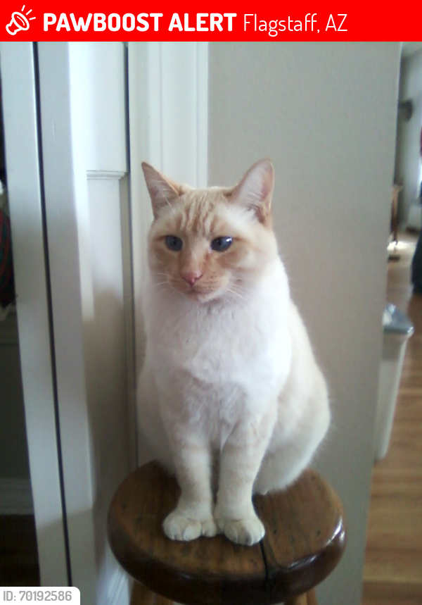 Lost Male Cat last seen Flagstaff Arizona , Flagstaff, AZ 86004