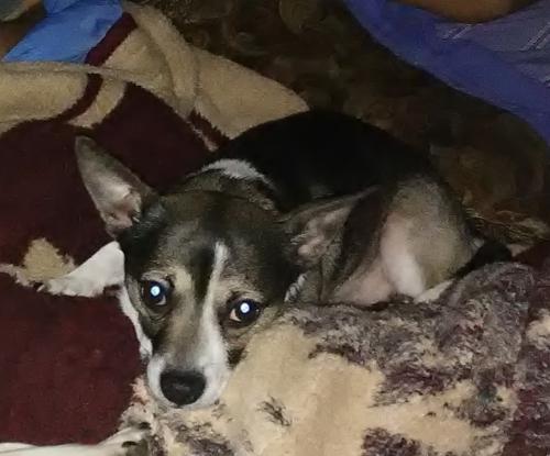 Lost Male Dog last seen Misson san jose, San Antonio, TX 78214