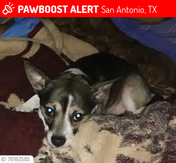 Lost Male Dog last seen Misson san jose, San Antonio, TX 78214