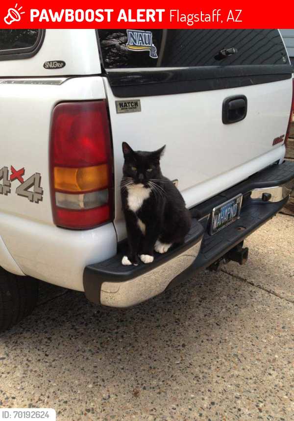 Lost Male Cat last seen Flagstaff Arizona , Flagstaff, AZ 86004