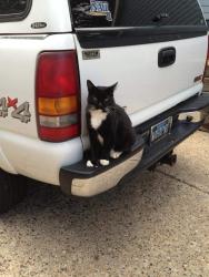 Lost Male Cat last seen Flagstaff Arizona , Flagstaff, AZ 86004