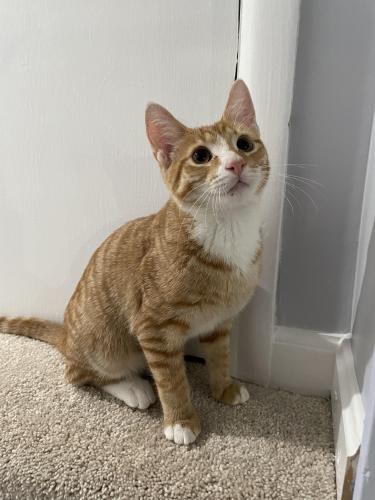 Lost Male Cat last seen Commerce st and old Keene mill rd, Springfield, VA 22150