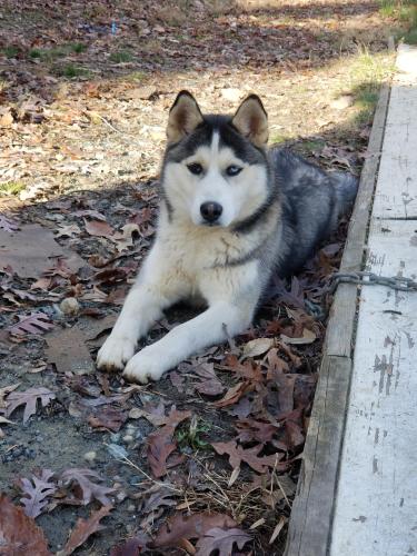 Lost Female Dog last seen Near hope rd stafford va, Stafford, VA 22554