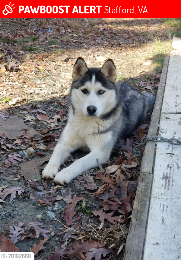 Lost Female Dog last seen Near hope rd stafford va, Stafford, VA 22554